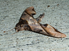 Amplypterus panopus