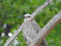 Hypsipetes amaurotis amaurotis