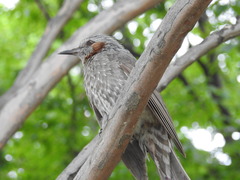 Hypsipetes amaurotis amaurotis