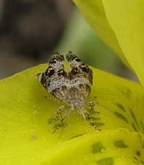 Tebenna gnaphaliella