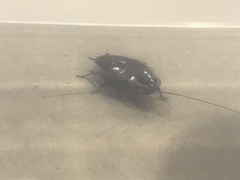 Drymaplaneta semivitta