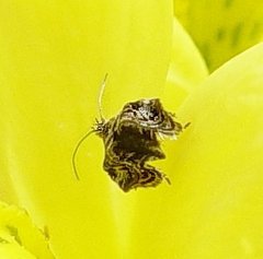 Tebenna gnaphaliella