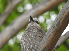 Hypsipetes amaurotis amaurotis