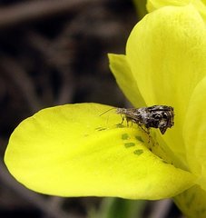 Tebenna gnaphaliella