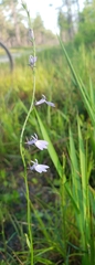 Lobelia nuttallii