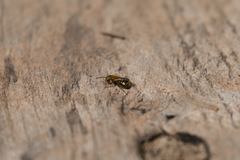 Osmia caerulescens