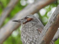 Hypsipetes amaurotis amaurotis