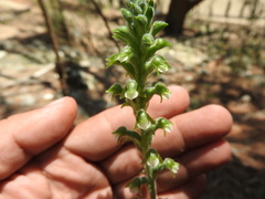 Sarcoglottis schaffneri