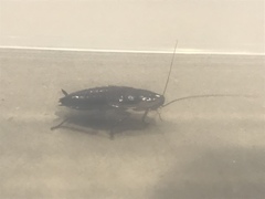 Drymaplaneta semivitta