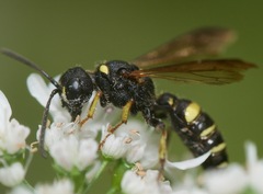 Cerceris atramontensis