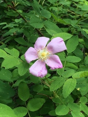 Rosa nutkana macdougalii