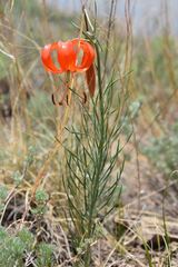 Lilium pumilum