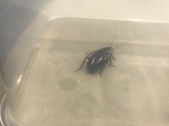 Drymaplaneta semivitta