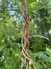 Thyrsanthella