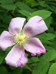 Rosa nutkana macdougalii