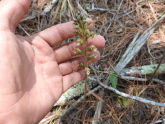 Sarcoglottis schaffneri