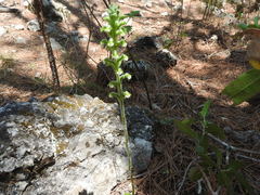 Sarcoglottis schaffneri