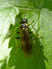 Tenthredo diana