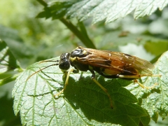 Tenthredo diana