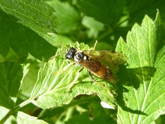 Tenthredo diana