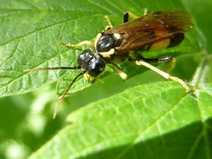 Tenthredo diana