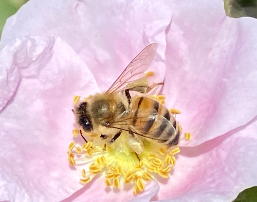 iNaturalist observation photo of Western Honey Bee