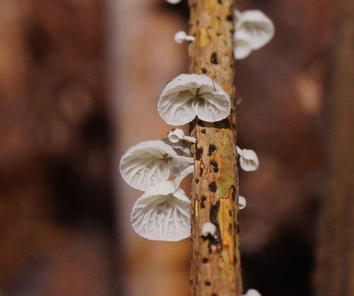 Tetrapyrgos olivaceonigra image