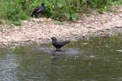 Corvus monedula