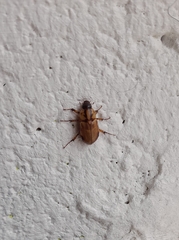 Cyclocephala signaticollis