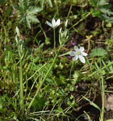 Ornithogalum orthophyllum