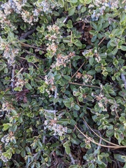 Ceanothus fresnensis