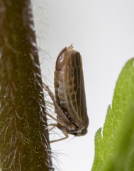 Agallia quadripunctata