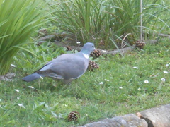 Columba palumbus