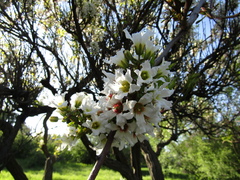 Xanthoceras sorbifolium