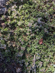 Ceanothus fresnensis