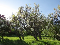 Xanthoceras sorbifolium