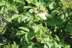 Sambucus nigra