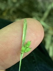 Carex laxiculmis copulata