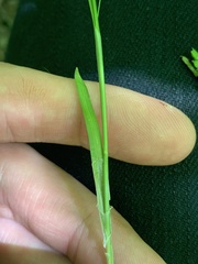 Carex laxiculmis copulata