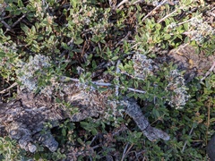 Ceanothus fresnensis