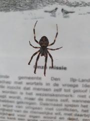 Larinioides sclopetarius