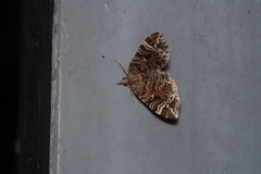 Lobogonodes multistriata