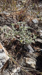 Eriophyllum nubigenum