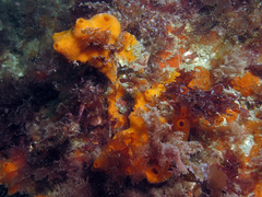 Amphilectus fucorum
