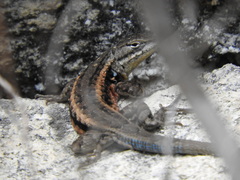 Sceloporus parvus