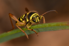 Clytus planifrons