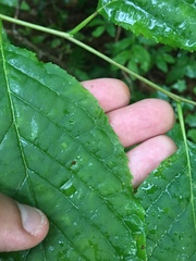 Styracaceae
