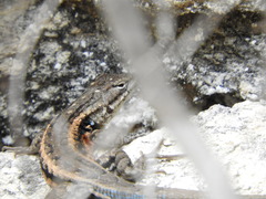 Sceloporus parvus