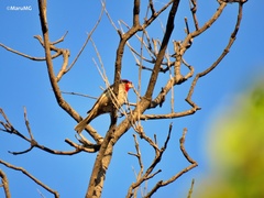 Haemorhous mexicanus