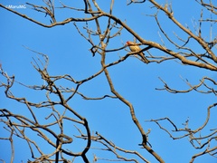 Haemorhous mexicanus